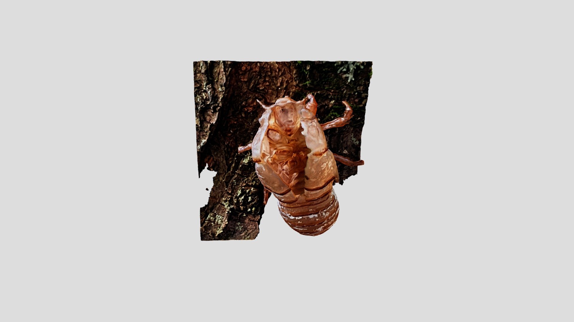 Cicada Model 4