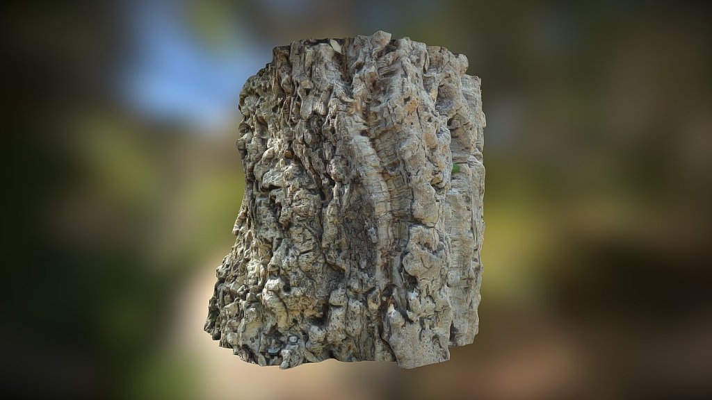 Cork Oak (Quercus Suber) Bark, Surrey, UK