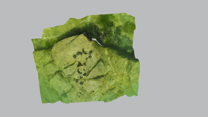 Fotogrametría Submarina Roca con Mejillones 3D Model
