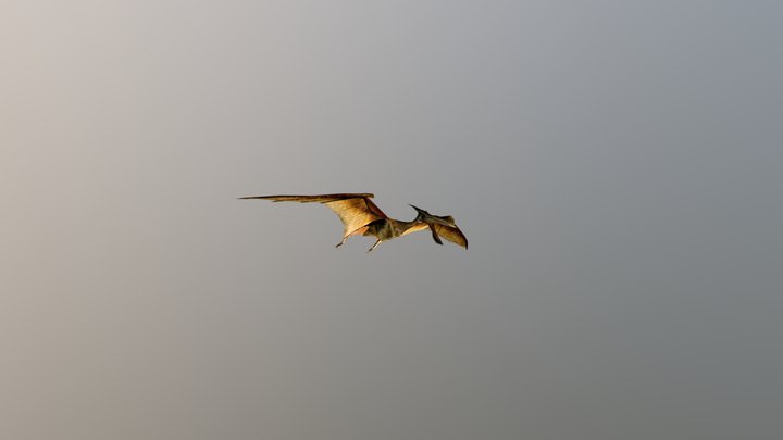Hatzegopteryx