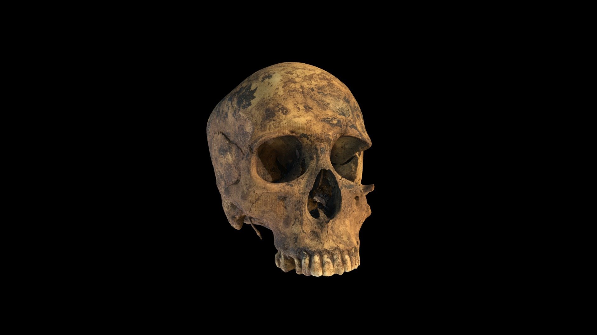 Human Skull 3D model by Benjamin (bencva) [dcdd4d1