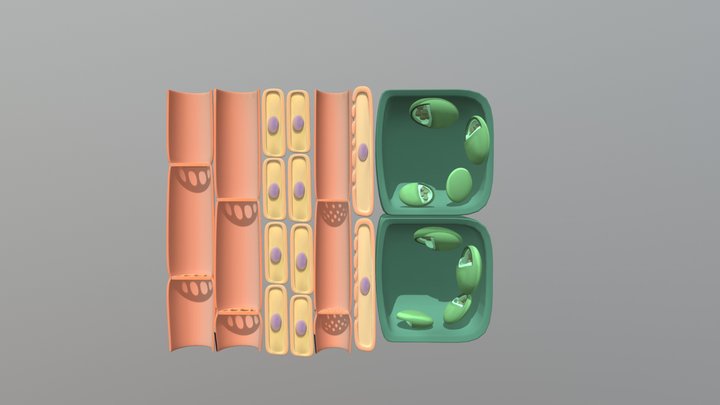 Phloem Xylem 3D Model