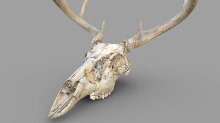 Deer Skull Color 3D Scan 3D Model