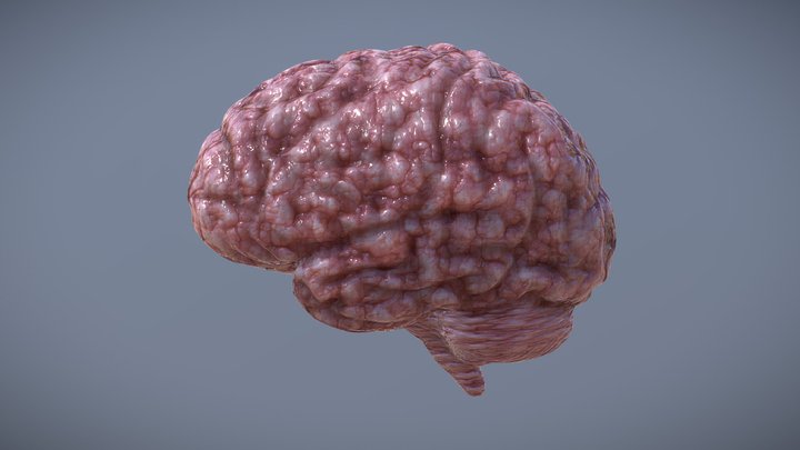 Lobes of the Cerebral Cortex 3D Model