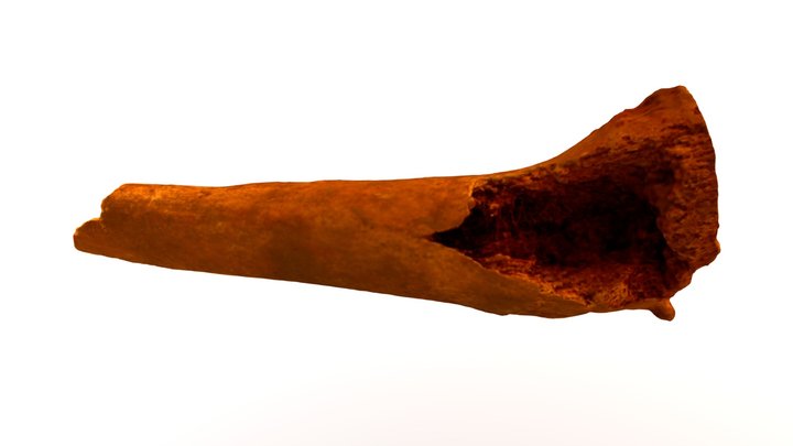 U.E.5952 Left Tibia 3D Model