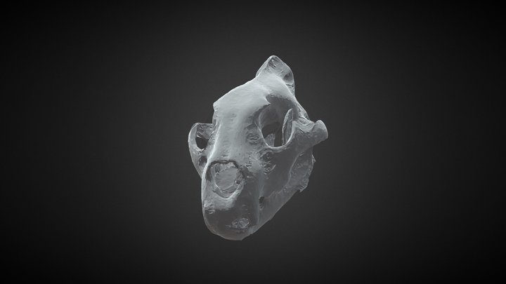 Tiger Skull Model 3D Model