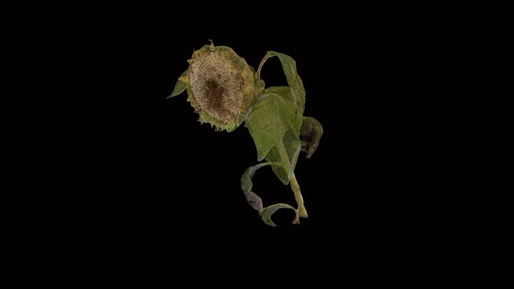Sun Flower Out of Bloom 3D Model