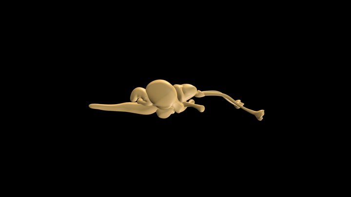Brain of the Silver Arowana 3D Model