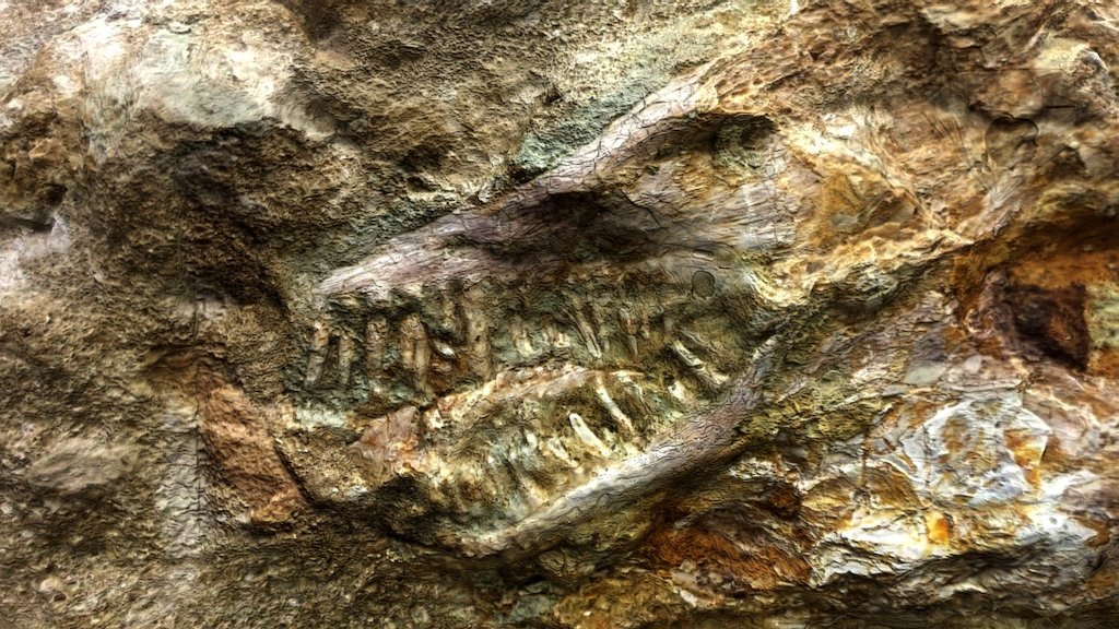 Unidentified Fossil skull