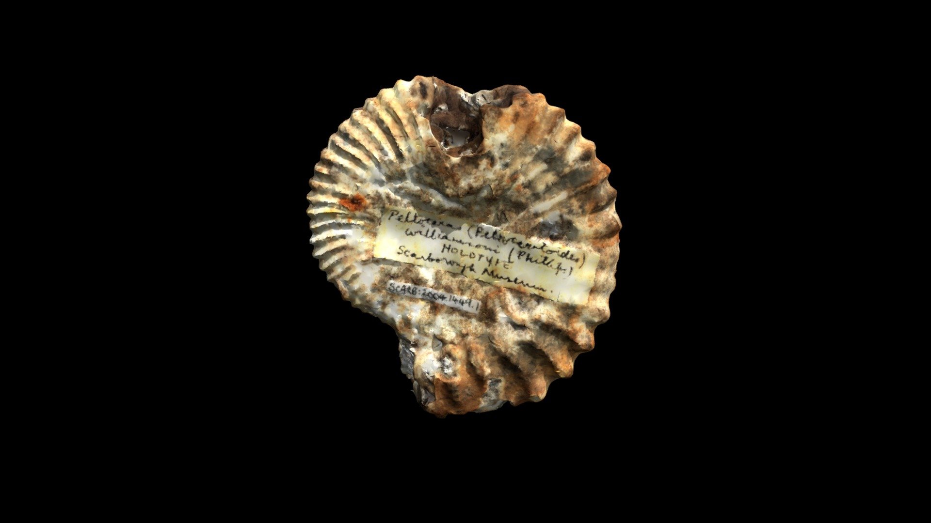 Peltoceras (Peltoceratoides) williamsoni