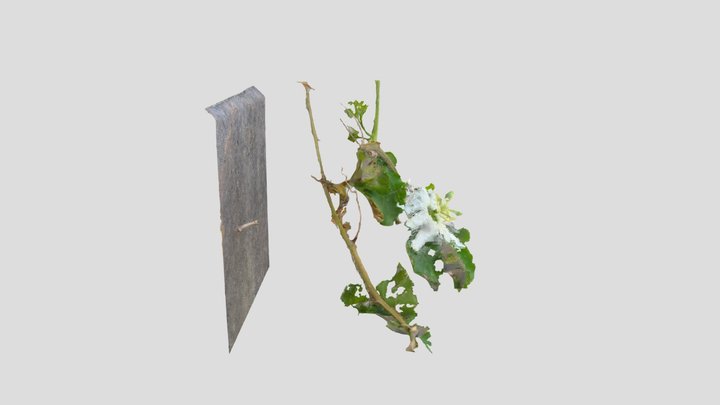 Passion fruit flower 3D Model