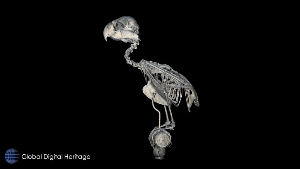 Parrot mounted skeleton