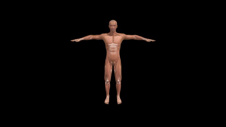 Body_Muscular 3D Model