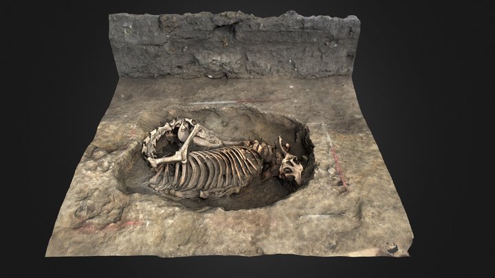 Medieval horse burial 3D Model