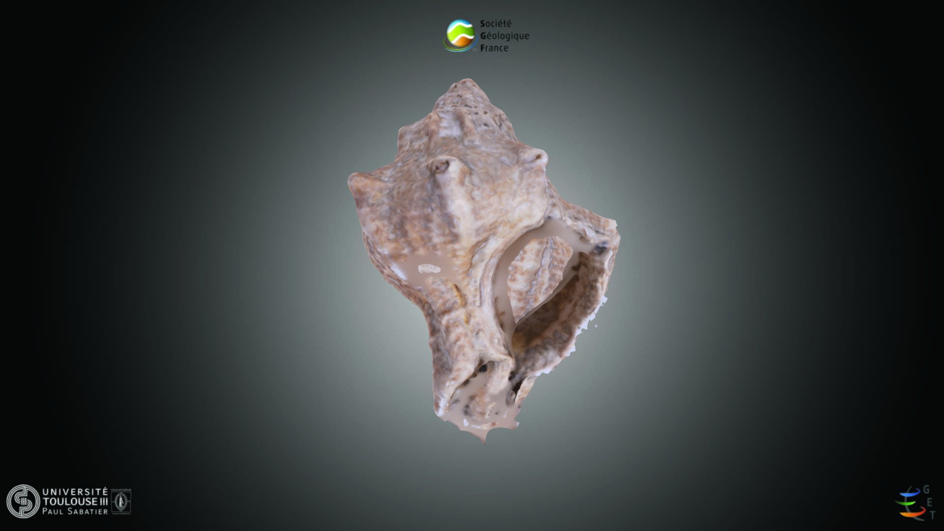 Gasteropode - Murex sp.