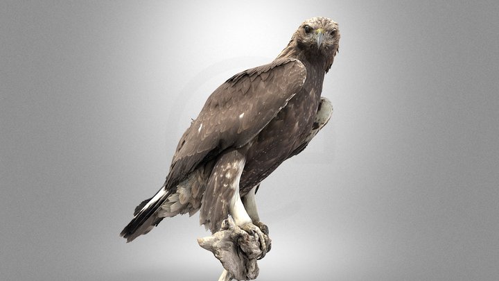 Golden eagle 3D Model