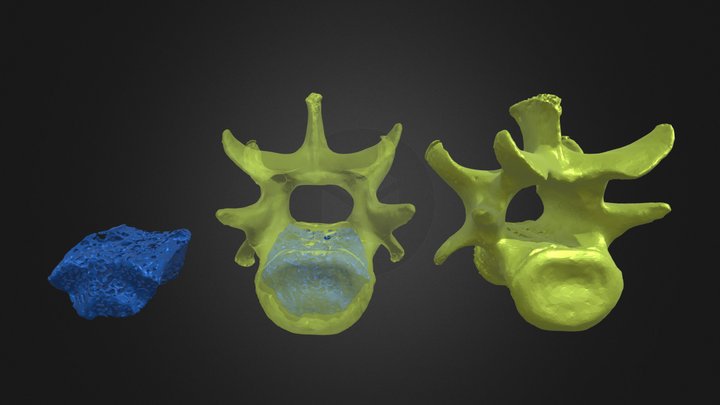 Crateromys vertebra (FMNH 193750) 3D Model