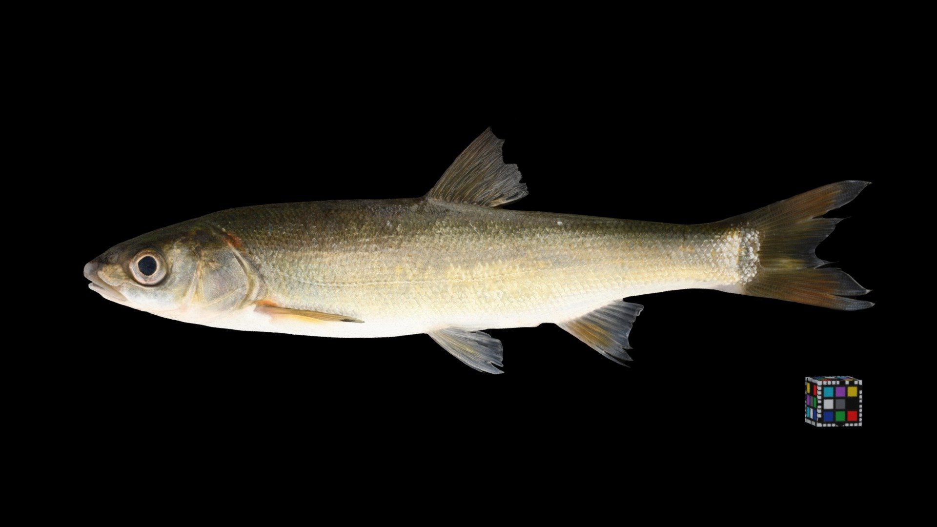 ジュウサンウグイ Redbelly Dace, Tribolodon brandtii
