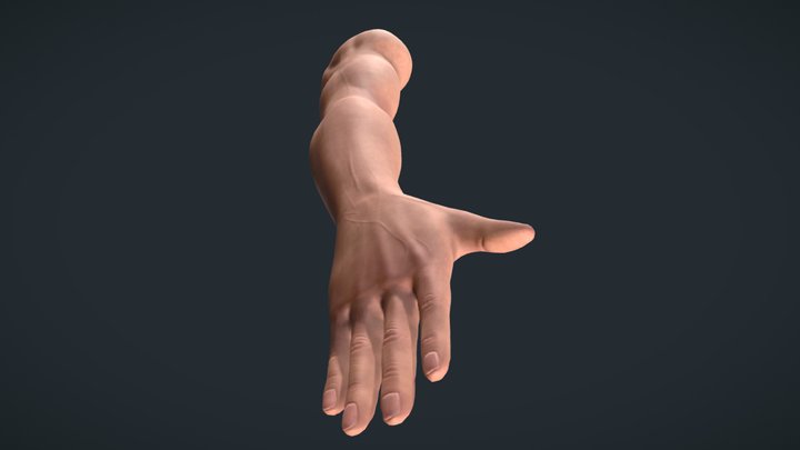 Human Arm Male 3D Model
