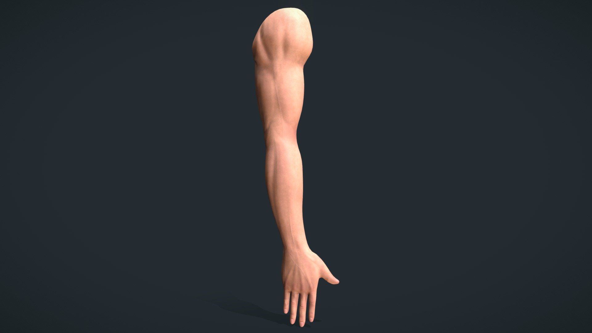 Human Arm Male - Buy Royalty Free 3D model by Adrian Christians ...