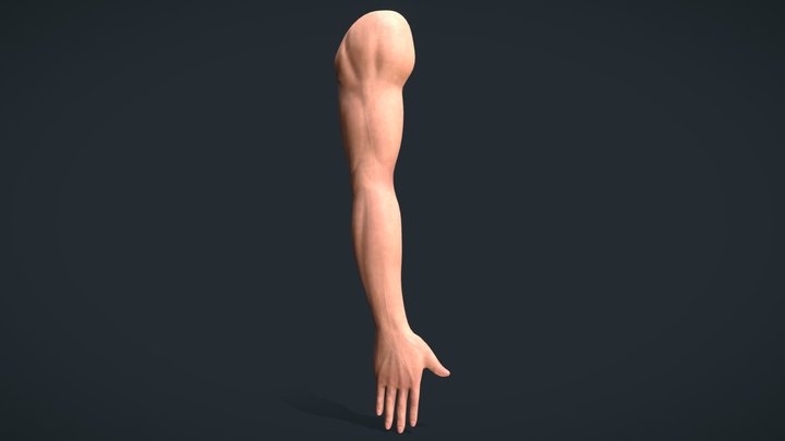 Human Arm Male 3D Model