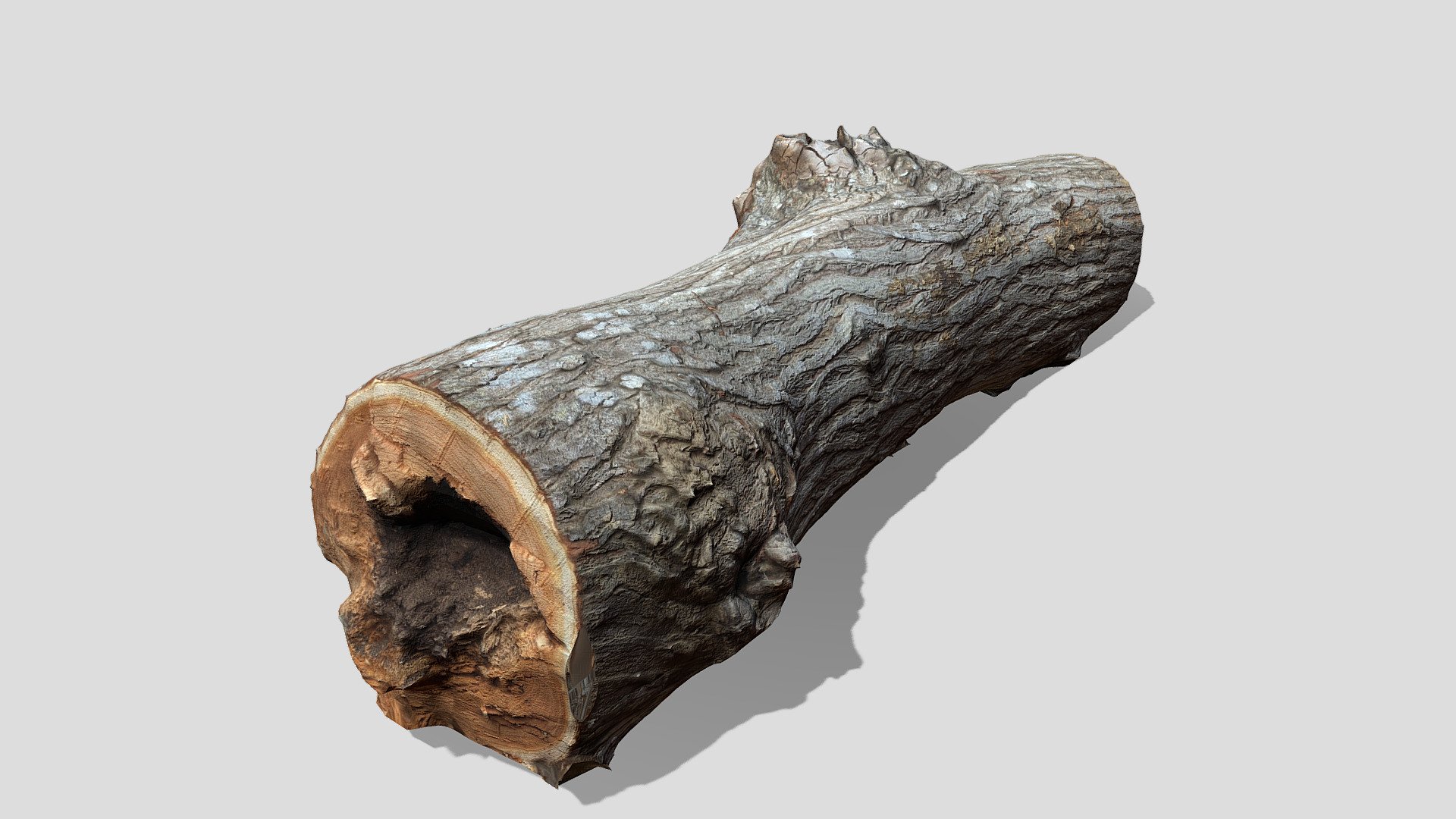 Tree (photogrammetry) retexured - Download Free 3D model by Ret.ouchs ...