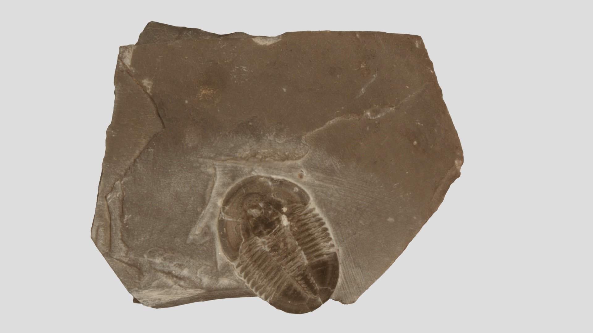 Elrathia kingi