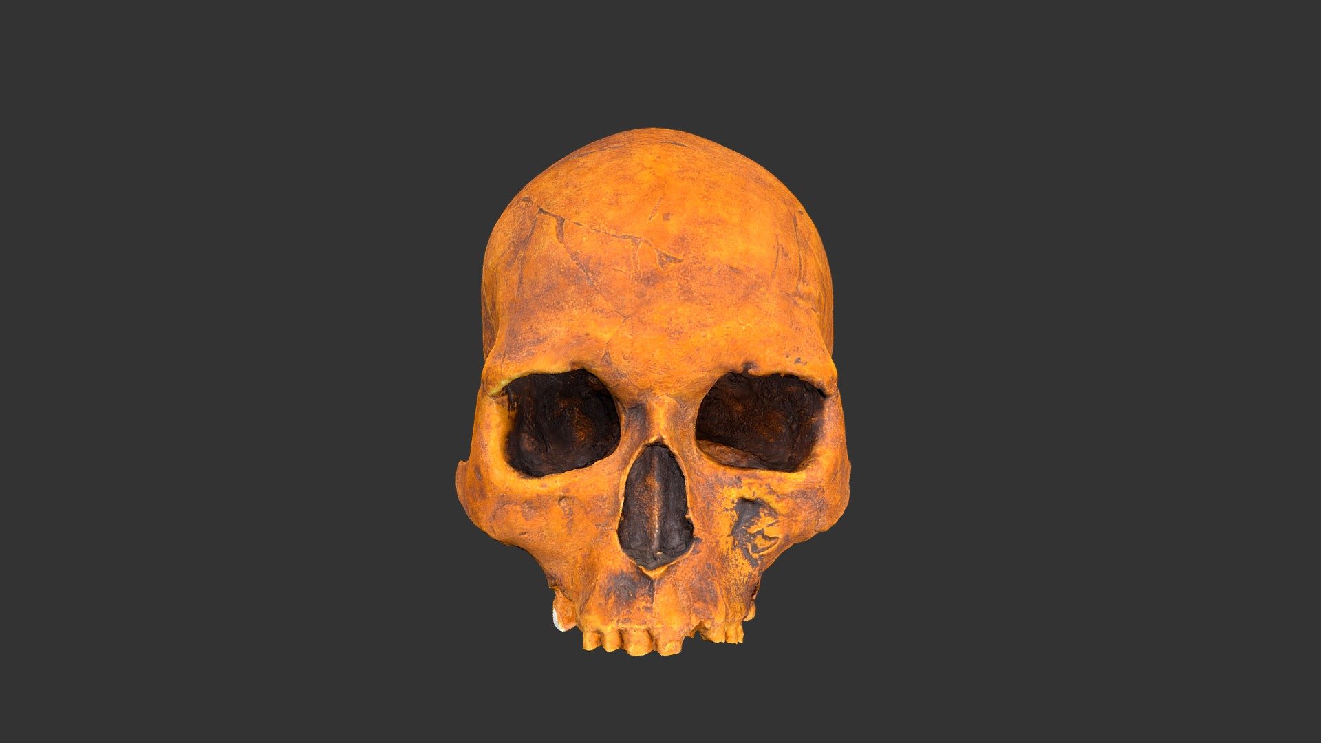 Homo sapiens (Hotu Cave) (1979rp28-1) - cranium