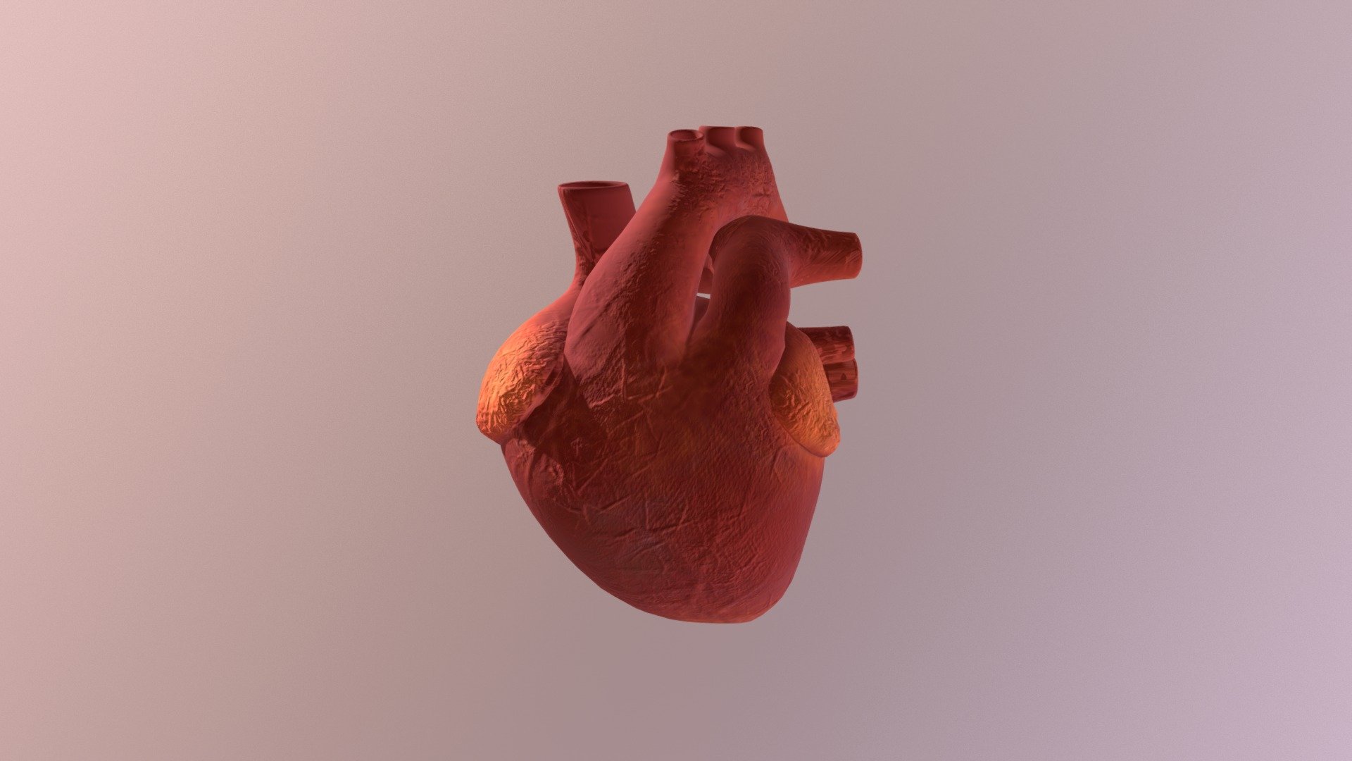 Human-heart - 3D model by rbk1 [dd19ac8] - Sketchfab