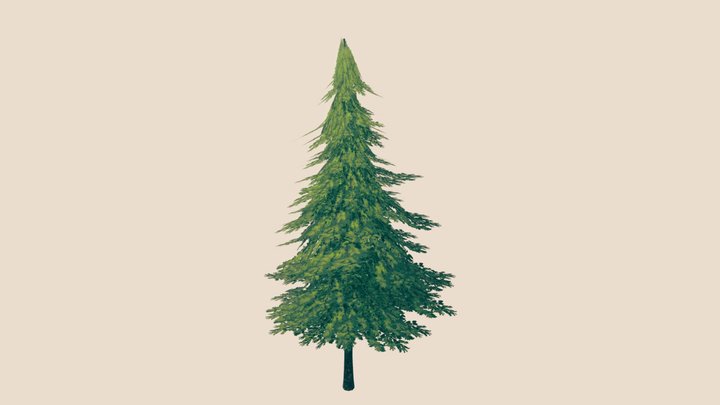 Lodgepole Pine Tree 3D Model