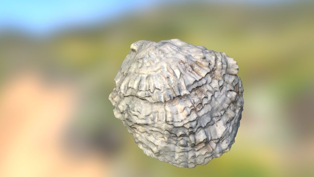 Seashell