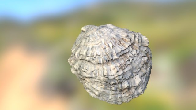 Seashell 3D Model