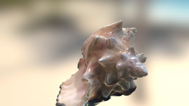 Conch Shell 3D Model