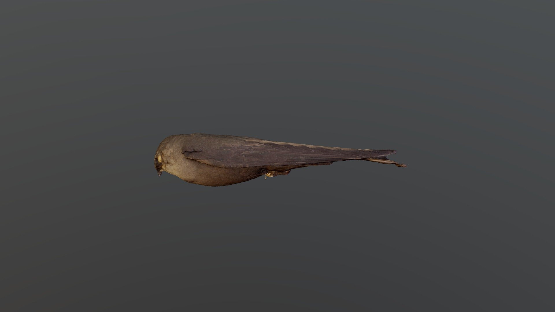 Chimney Swift - Chaetura pelagica