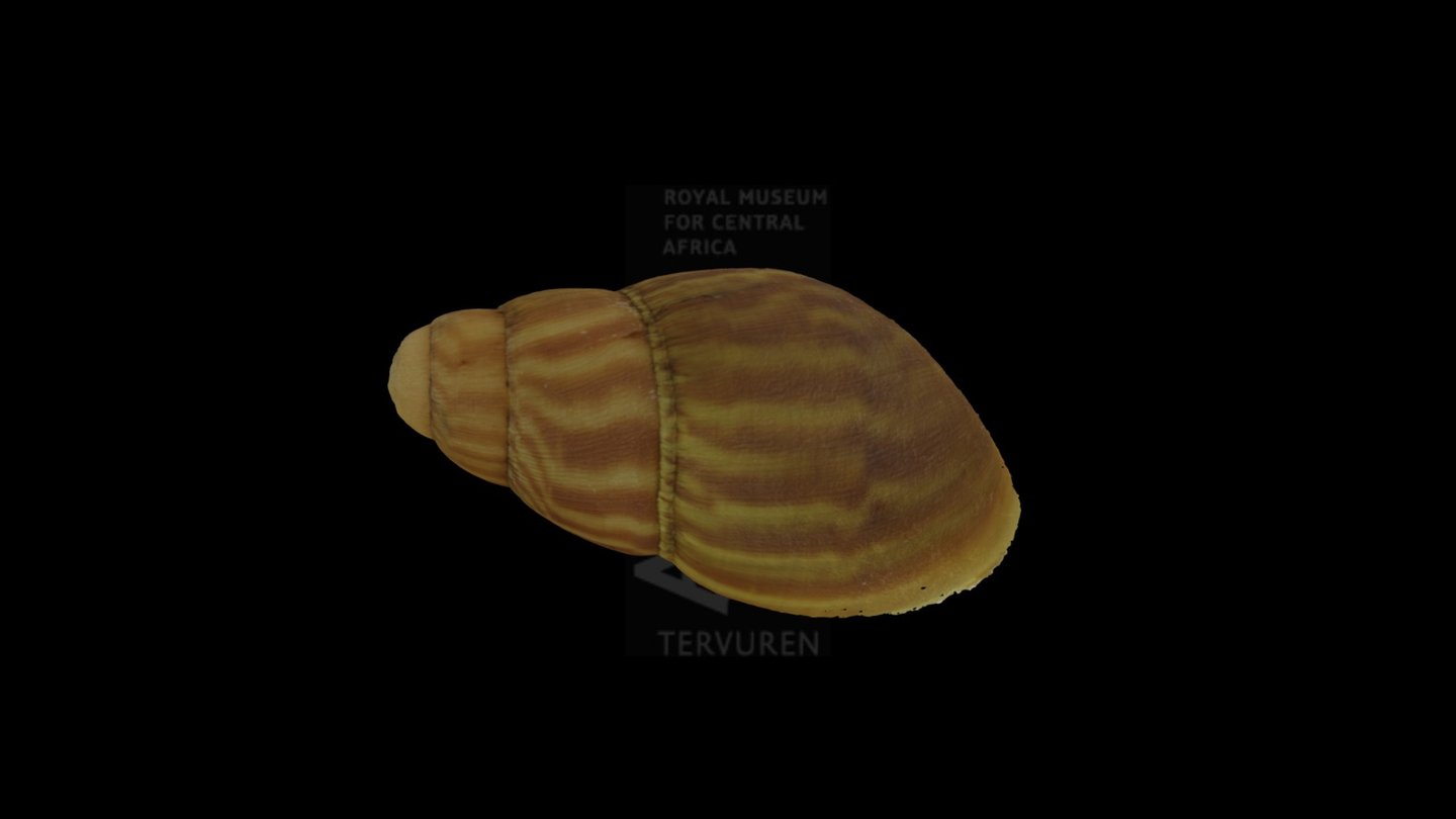 Euaethiops obtusa - 3D model by Royal Museum for Central Africa ...