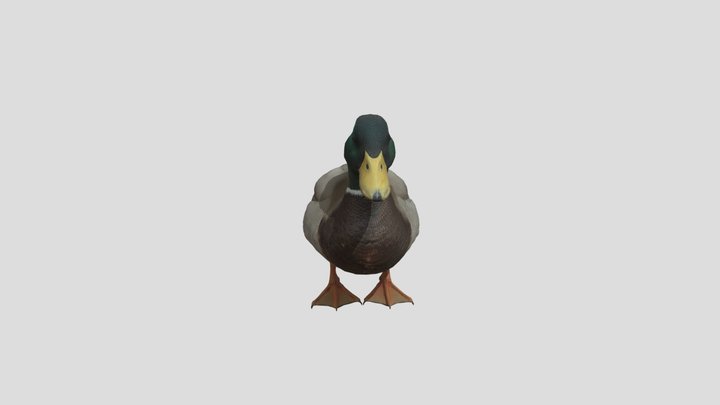 Realistic Mallard Duck - Game Ready Asset 3D Model