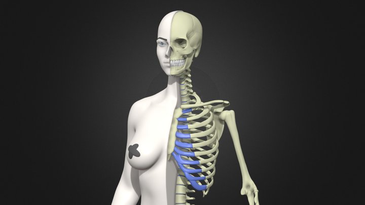 Female Anatomy by CheRa_Вones 3D Model