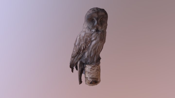 Great grey owl, Lapinpöllö 3D Model