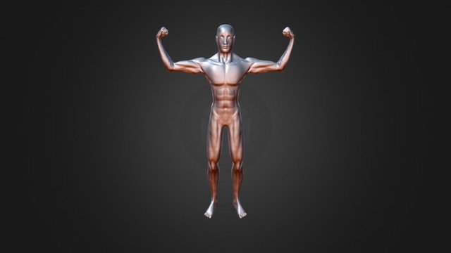 AnatomySketch_01 3D Model