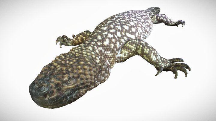 Heloderma V2 Scan Test 3D Model