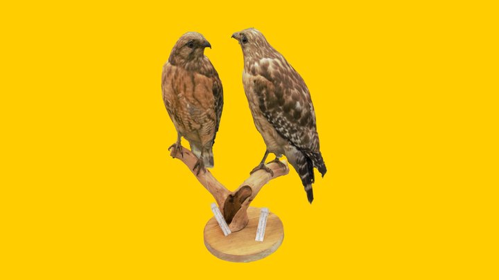 Hawks 3D models - Sketchfab