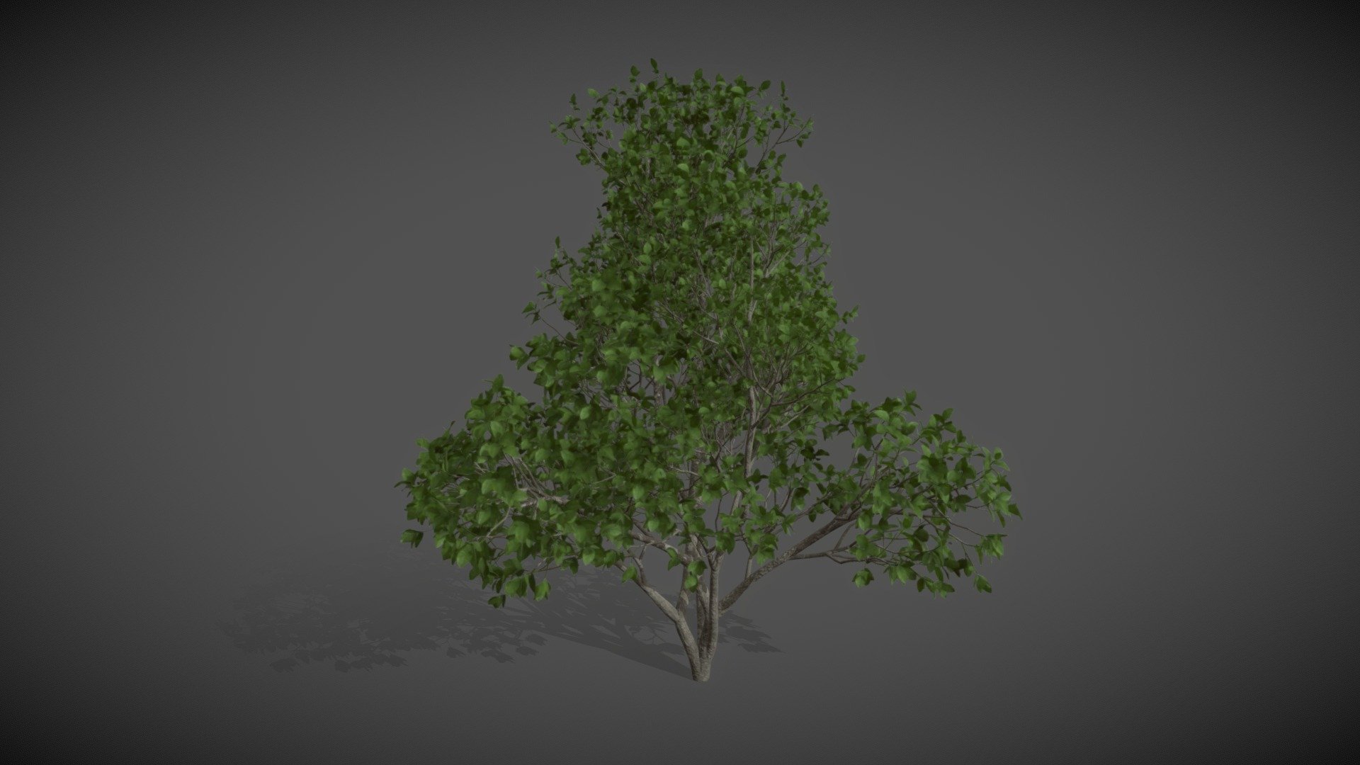 As06 Ficus Benghalensis (banyan) - Download Free 3d Model By Xfrog 