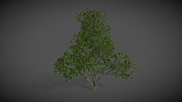 AS06 Ficus Benghalensis (Banyan)