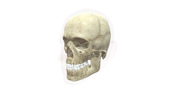 Skull anatomy 3D Model