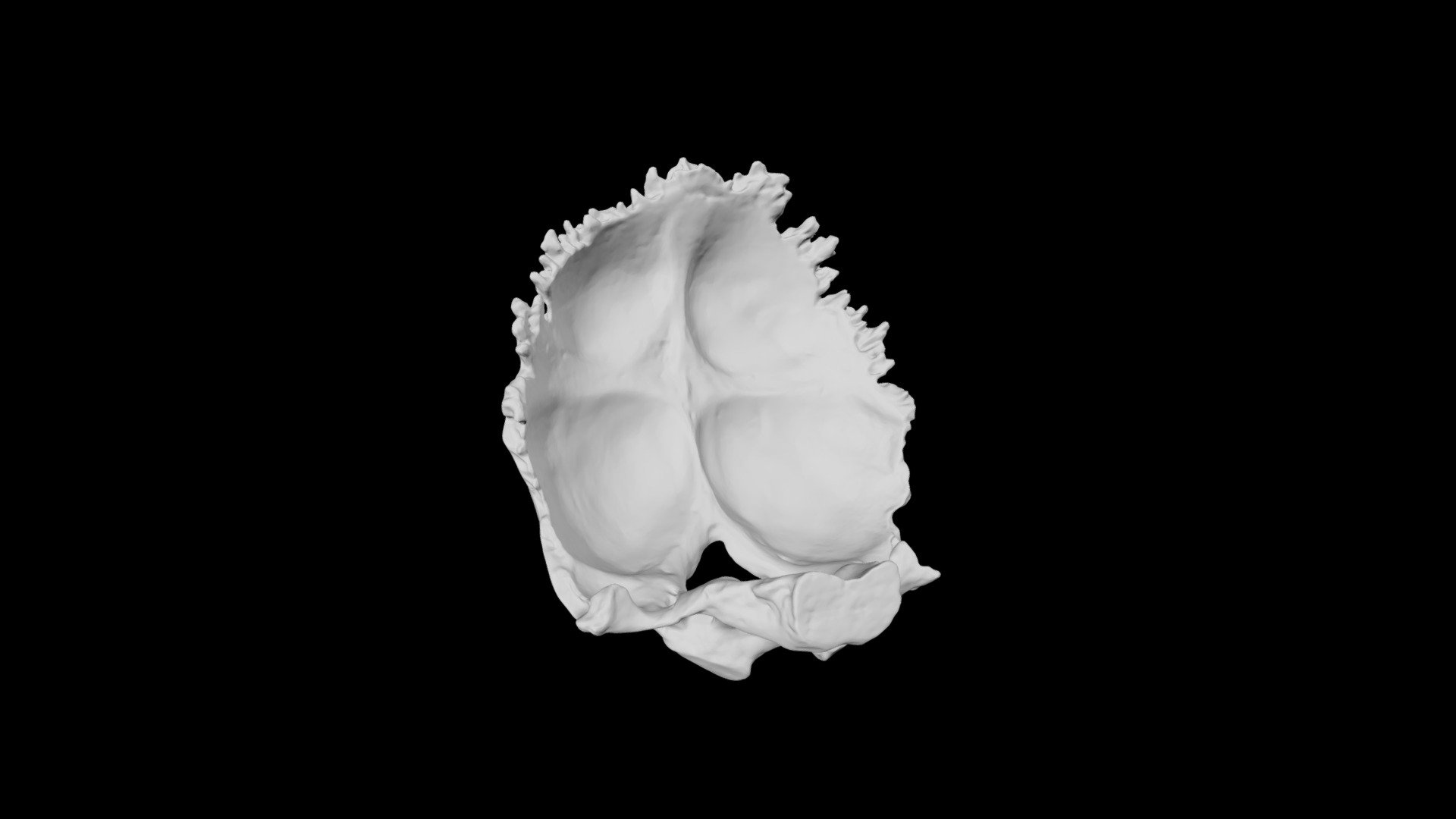 Human Occipital Bone Download Free 3d Model By Eric Bauer Ebauer4 Dd3e27f Sketchfab 8997