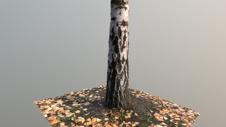 Birch tree 3D Model