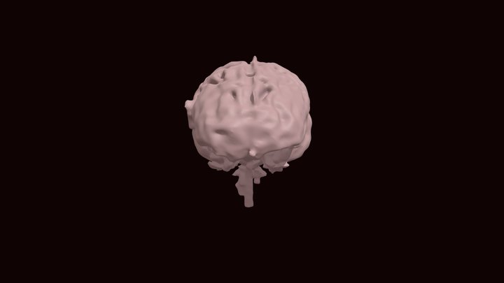Brain & Spinal Cord 3D Model