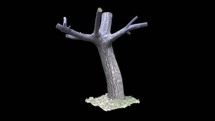 Tree Scan 3D Model