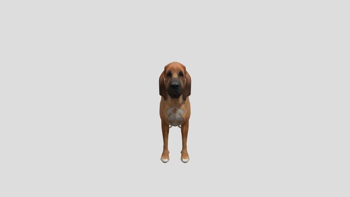 Realistic_bloodhound_dog_3d_model 3D Model