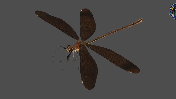 CC0 ミヤマカワトンボ ♀ Demoiselle Dragonfly - Download Free 3D